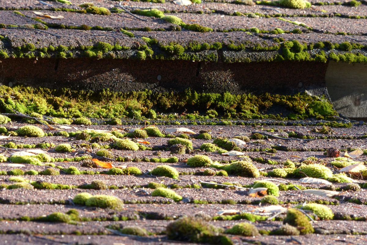 Toit sale Démoussage de toiture